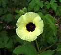 Hibiscus diversifolius