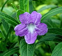 Ruellia maya