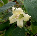 Ruellia conzattii