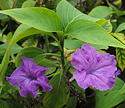 Ruellia breedlovei