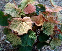 Begonia valida