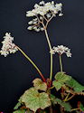 Begonia Gideon