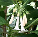 Iochroma Empress