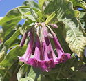 Iochroma Princess