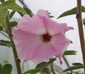 Hibiscus splendens