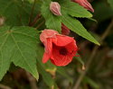 Abutilon x hybridum Dwarf Red