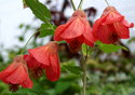 Abutilon x hybridum Firefly