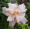 Hibiscus Madame Chiang Kai Shek