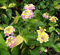 Lantana camara Greg Grant