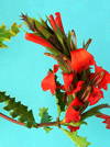 Acanthus sennii