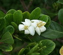 Gardenia taitensis Mini