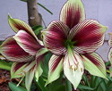 Hippeastrum papilio