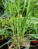 Cymbopogon citratus