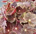 Begonia Night Eyes