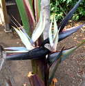 Strelitzia nicolai