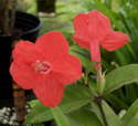 Ruellia affinis