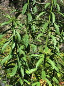 Clerodendrum indicum