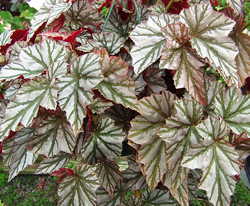 Begonia Alice's White Rabbit