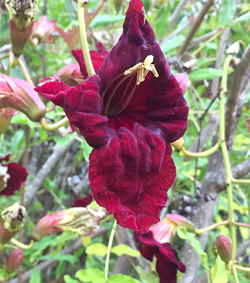 Kigelia africana