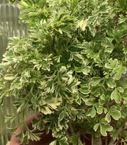 Polyscias fruticosa Snowflake