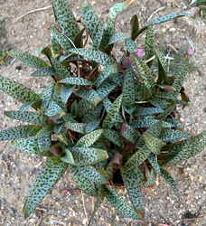 Ledebouria socialis