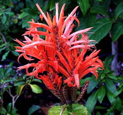 Aphelandra arborea