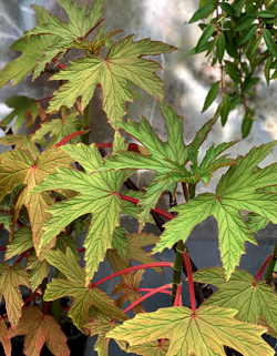 Begonia gardneri