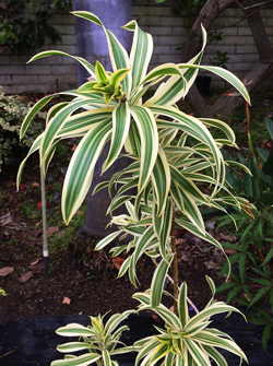 Dracaena reflexa Song of India