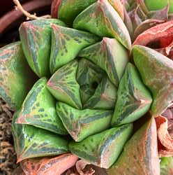 Haworthia cymbiformis