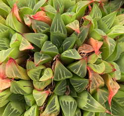 Haworthia retusa