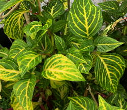 Iresine herbstii Blazin' Lime