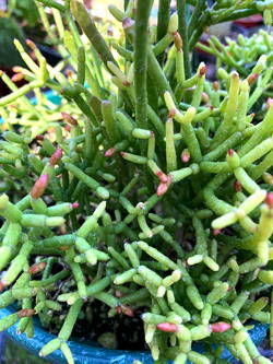 Rhipsalis cereuscula