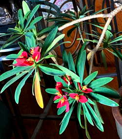 Euphorbia punicea