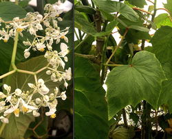 Begonia reniformis