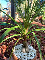 Beaucarnea recurvata