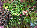 Begonia Shrub-like Collection