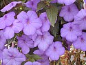 Blue Achimenes